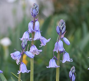 Spanish Bluebells