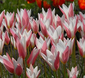 ‘Lady Jane’ Tulip