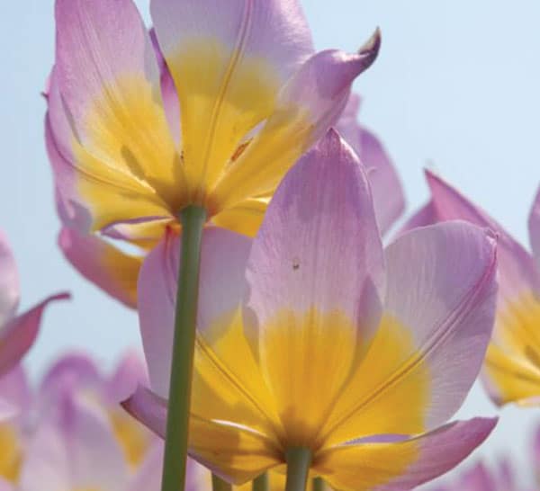 ‘Lilac Wonder’ Tulip