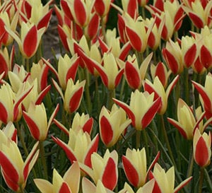 ‘Tinka’ Tulip