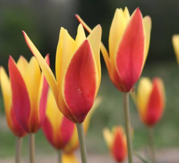 ‘Tubergen’s Gem’ Tulip