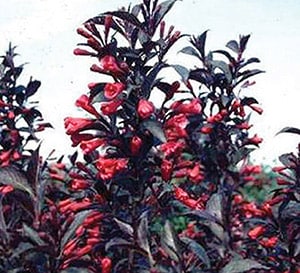Shining Sensation™ Weigela