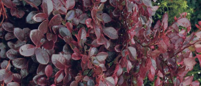 Top 5 Plants for Easy Care photographs