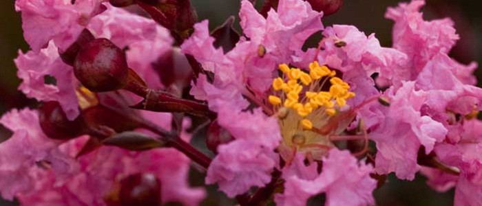 Top 5 Plants for Easy Care photographs
