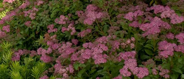 Top 5 Plants for Easy Care photographs