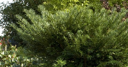 Top 5 Plants for Easy Care photographs