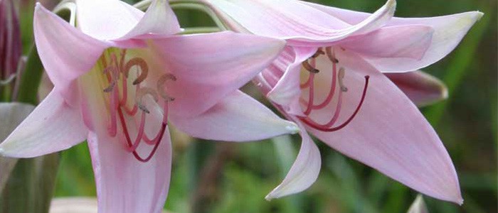 6 Ways to Improve Your Garden photographs