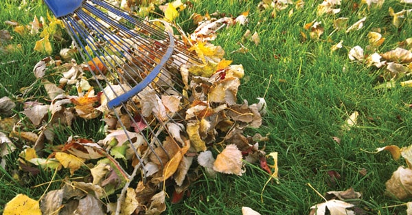 Leaves Make Great Organic Mulch and Compost | Southern Living Plants