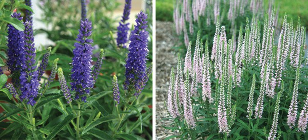 Consider those glorious spikes of blue or pink veronicas like Dark Blue Moody Blues™ or Pink Moody Blues™. 