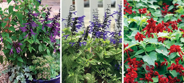 The Southern Living® Plant Collection features the champions of the hummingbird garden with seven salvias. If you think putting up hummingbird feeders is fun, wait until you grow ‘Amistad’, ‘Black and Bloom’, or Saucy™ Red. 
