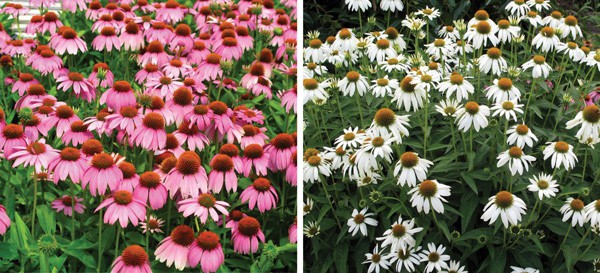 The Southern Living® Plant Collection features a dozen members of the aster or daisy family like Crazy Pink™ and Crazy White™ Echinacea. 