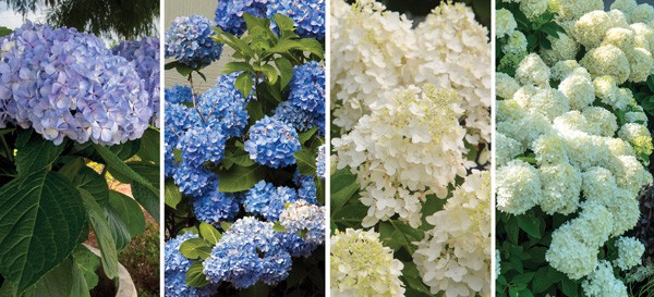 Reblooming French hydrangeas like Southern Living® Plant Collection’s enormous ‘Big Daddy’ and Dear Dolores™, as well as the white panicle hydrangeas like Moon Dance™ and White Wedding®, need to have the old blooms removed to just above a full set of healthy leaves.