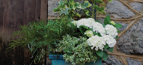 Creative Curb Eal Southern Living Plants Small Additions Of Plants Such As A Lovely Plant Filled Containers Placed At Your Entryway Or Stunning Accent Tree Shrub Strategically