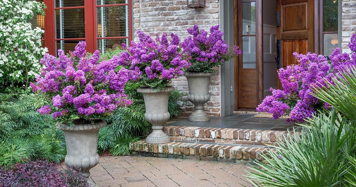Containing The Situation Southern Living Plants Container Gardening Is The Practice Of Growing Plants In Some Sort Receptacle Rather Than Planting Them Ground As Long You Provide A Healthy