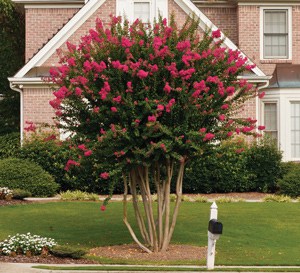 How to | Southern Living Plants