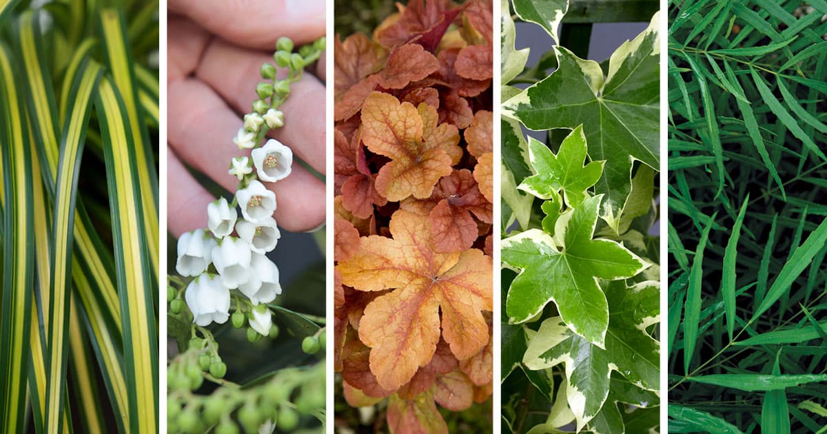 Plant Combinations: Fabulous Foliage | Southern Living Plants