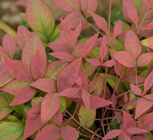 Video: Blush Pink™ Nandina | Southern Living Plants