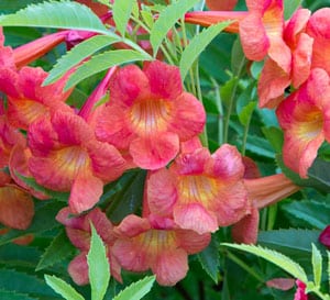 Bells of Fire™ Tecoma | Southern Living Plants