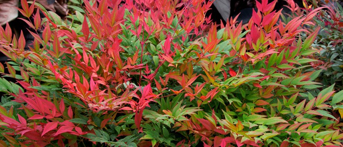 Must Have Plants for Fall photographs