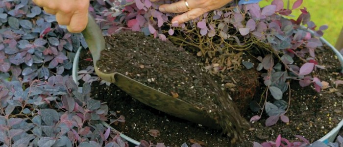 Properly Planting Purple Pixie® photographs