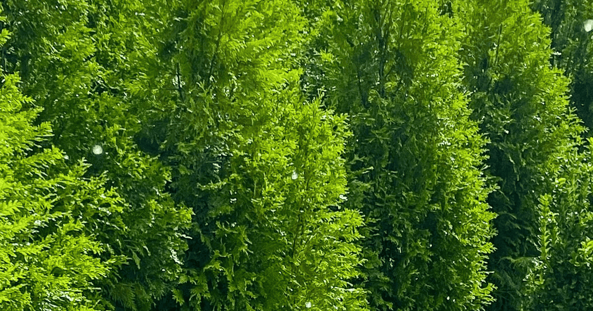 A row of green trees in a field.