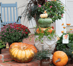Potted plants with pumpkins