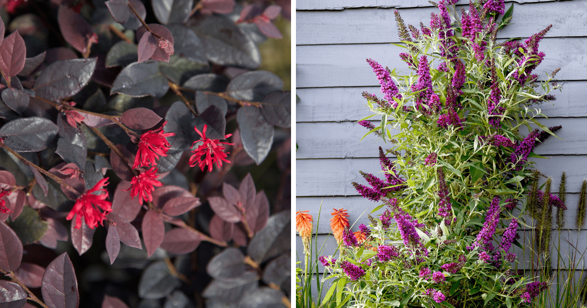 Two pictures of a plant with magnificent magenta flowers: Butterfly Towers™ Magenta Buddleia and Red Diamond™ Loropetalum.