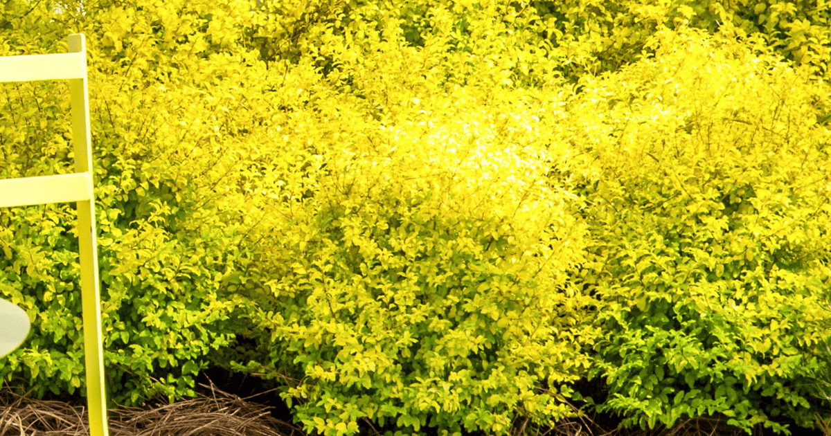 bright, golden foliage, this evergreen ligustrum shrub