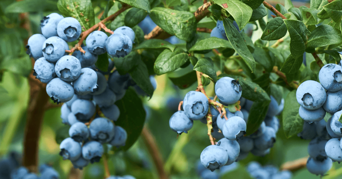 Close of of blueberry bush