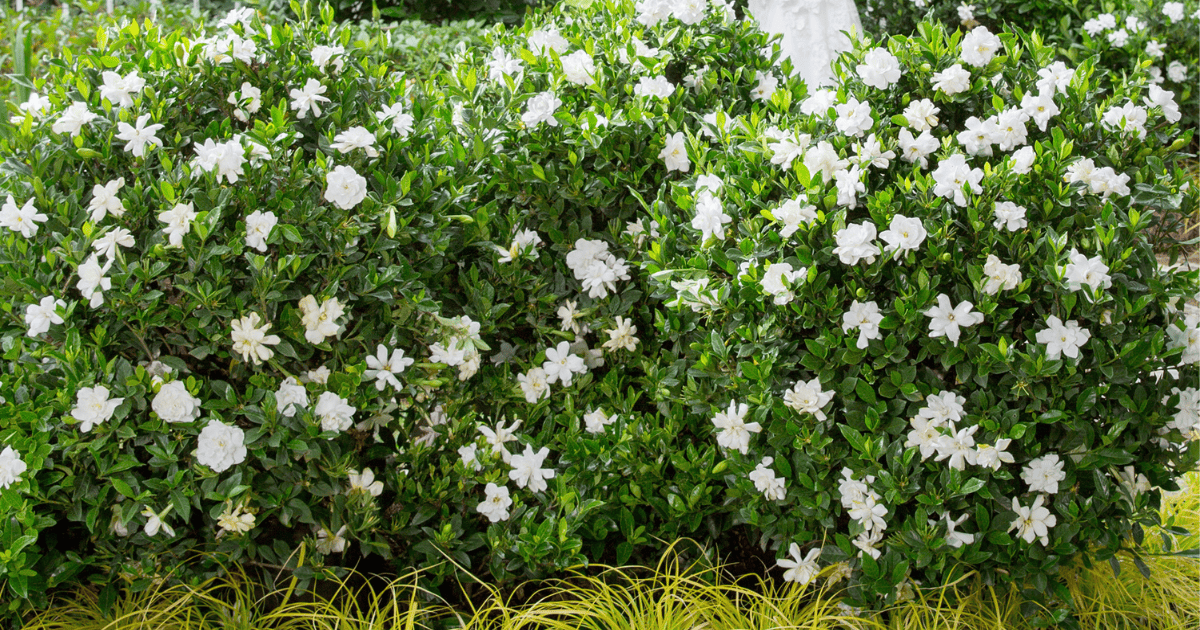 Dense green gardenia hedge with numerous white flowers and yellow grass at the base, ideal for spring gardening.
