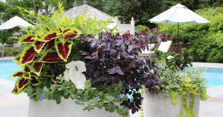 A concrete planter beside a swimming pool contains diverse foliage, including green and yellow leaves, dark purple leaves, and white flowers. Umbrellas and greenery are in the background.