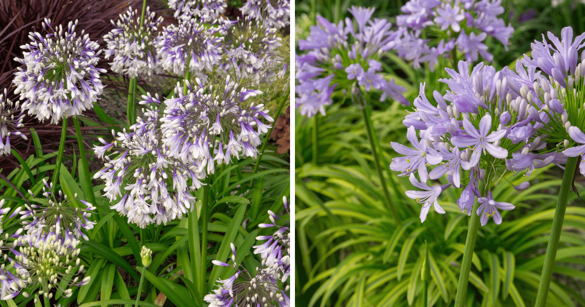 Ever Twilight™ and ‘Neverland’ Agapanthus
