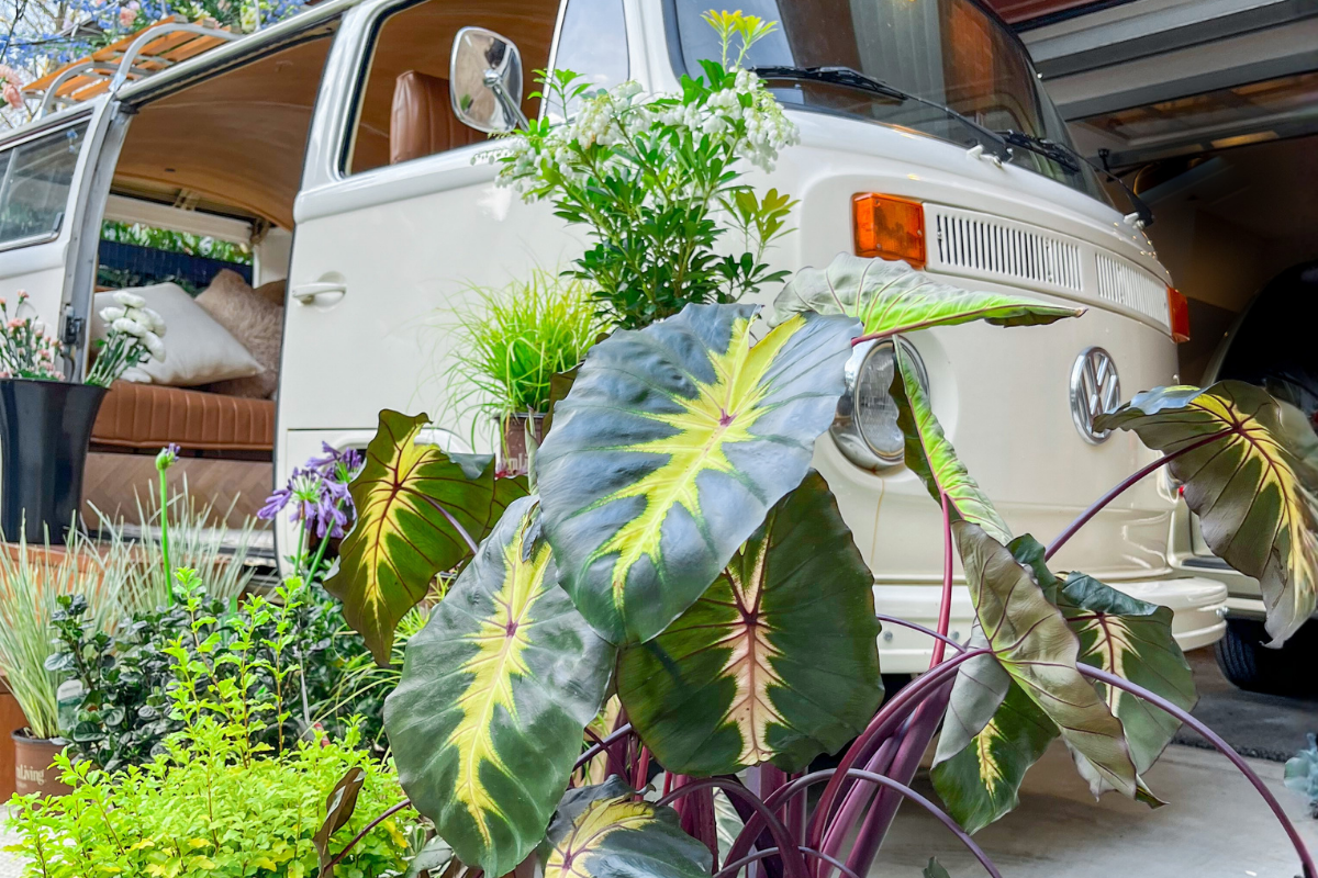Retro Van with Southern Living Elephant Ear Colocasia Plants