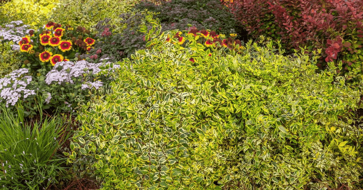 A garden full of colorful flowers and Abelia shrubs.