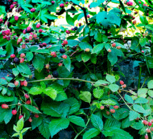 Thornless Blackberry bushes from the Southern Living Plant Collection covered in ripening berries