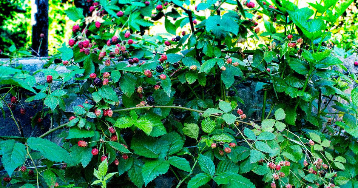 Thornless Blackberry bushes from the Southern Living Plant Collection covered in ripening berries
