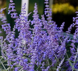Purple blooms close up on Lacey Blue Russian Sage