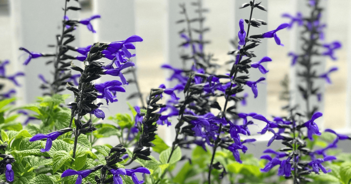 Nectar Blue Salvia