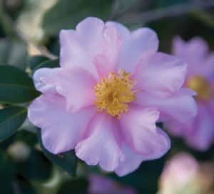 Close up of Pink Perplexion Camellia bloom shows soft pink petals surrounding a yellow center on this informal bloom