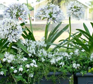 A trio of 2 ft tall black planters full of Queen Mum Agapanthus in bloom
