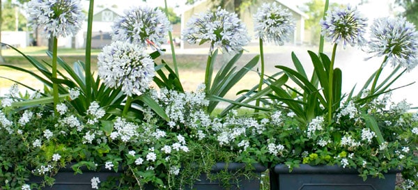 A trio of 2 ft tall black planters full of Queen Mum Agapanthus in bloom