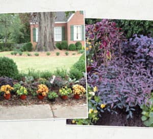 A collage showing a close up on the purple foliage of Purple Pixie Loropetalum & a colorful fall border abutting a sidewalk