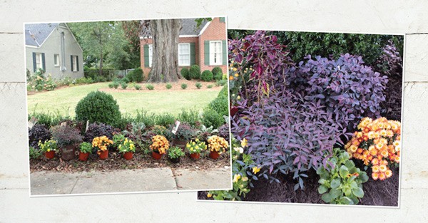 A collage showing a close up on the purple foliage of Purple Pixie Loropetalum & a colorful fall border abutting a sidewalk