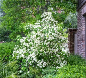 Hundreds of 4-petaled white blooms covering the light green foliage of Empress of China Dogwood