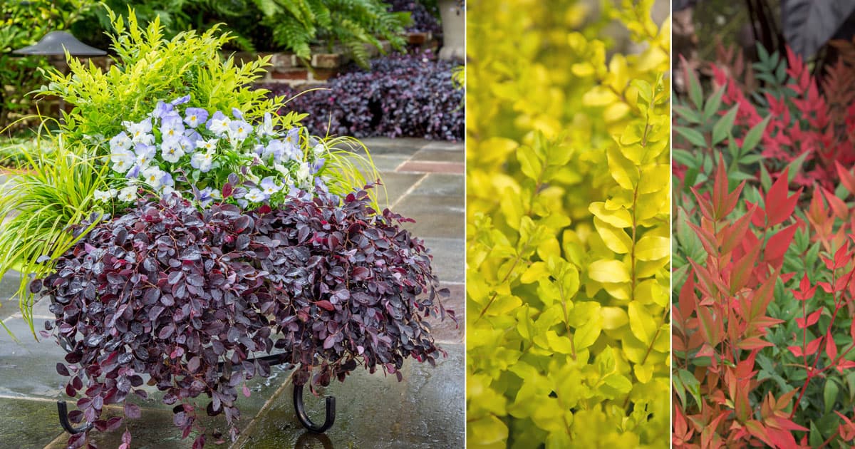 Container garden with Purple Pixie Loropetalum, Lemon Lime Nandina and annuals