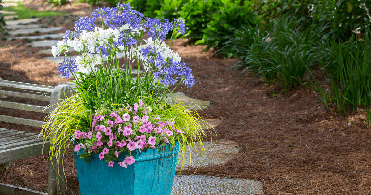 agapanthus container planting