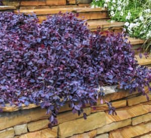 Purple Pixie Loropetalum planted in a stone stepped wall of a bluff