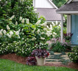 Gardenia ScentAmazing border planted around a garden shed backed by Oakleaf Hydrangea and containers of Heucherella