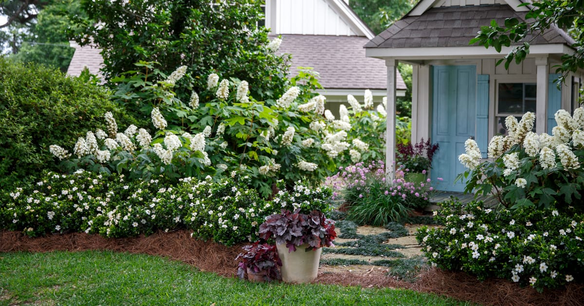 Gardenia ScentAmazing border planted around a garden shed backed by Oakleaf Hydrangea and containers of Heucherella