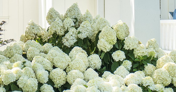 Also known by the common name PeeGee, panicle hydrangeas are robust plants with excellent hardiness, and drought tolerance. They thrive in the hot and humid summers of the deep South and shrug off frigid northern winters. These are the easiest hydrangea to grow, but you wouldn’t know it from their over-sized blooms. Showstoppers like White Wedding® and Moon Dance™ Hydrangea give bigleaf varieties a run for their money.